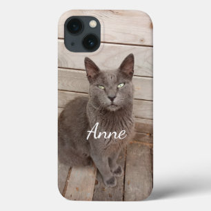 Grått Cat