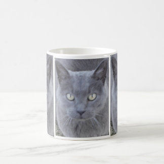 Grått Cat Ansikte Close-up Kaffemugg