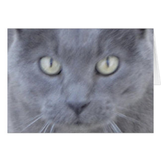 Grått cat ansikte kort
