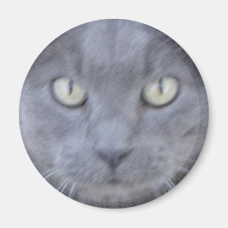 Grått cat ansikte magnet