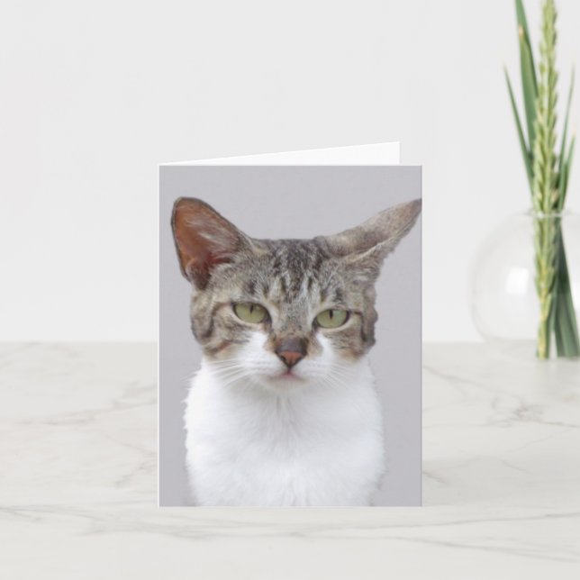 Grått Cat-fotomappat anteckningskort (Framsida)