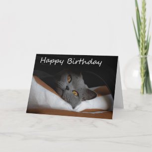 Grått Cat Grattis på födelsedagen kort