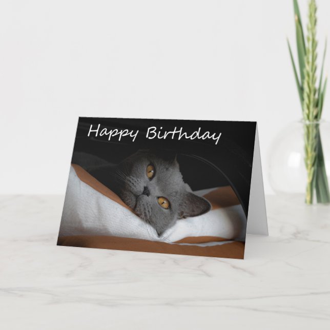 Grått Cat Grattis på födelsedagen kort (Framsida)