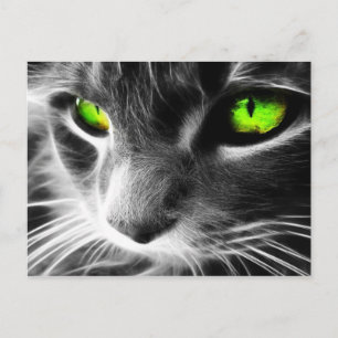 Grått Cat Grönt Ögon Vykort