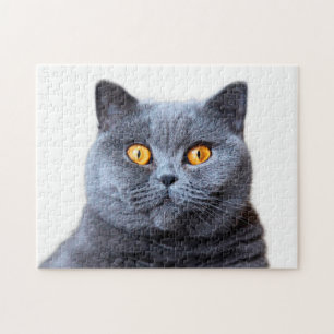 Grått cat gult ögon pussel