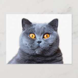 Grått cat gult ögon vykort