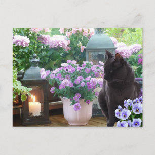 Grått Cat i Garden Vykort