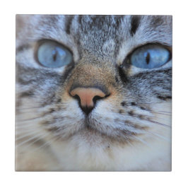 Grått Cat Kakelplatta