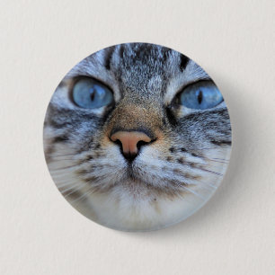 Grått Cat Knapp