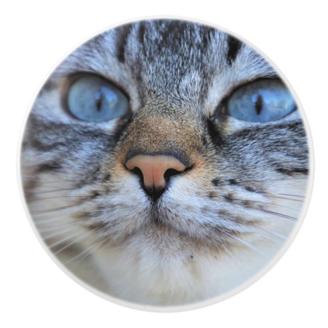 Grått Cat Knopp (Framsidan)