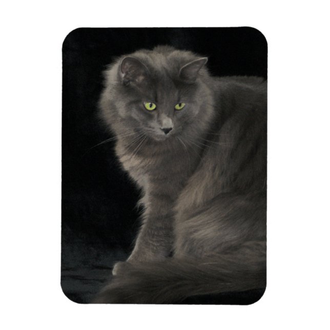 Grått Cat Long Hair Russian Blue Kattunge Kitten C Magnet (Vertikal)