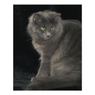Grått Cat Long Hair Russian Blue Kattunge Kitten Fototryck