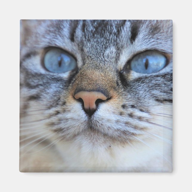 Grått Cat Magnet (Framsidan)