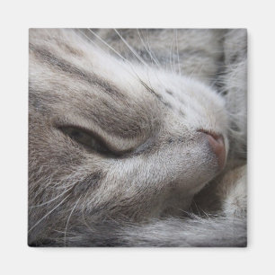 Grått Cat Magnet