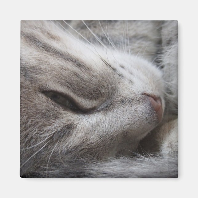 Grått Cat Magnet (Framsidan)