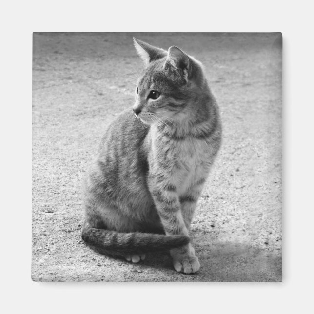 Grått Cat Magnet (Framsidan)