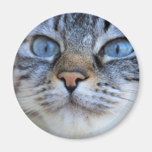 Grått Cat Magnet