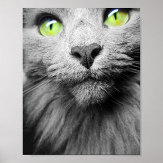 Grått Cat med Bright Grönt Ögon Poster