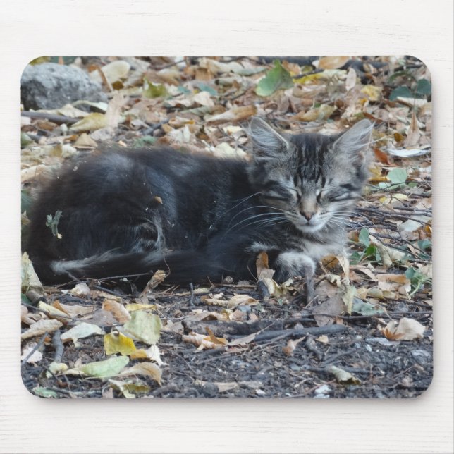 Grått Cat Musmatta (Framsidan)