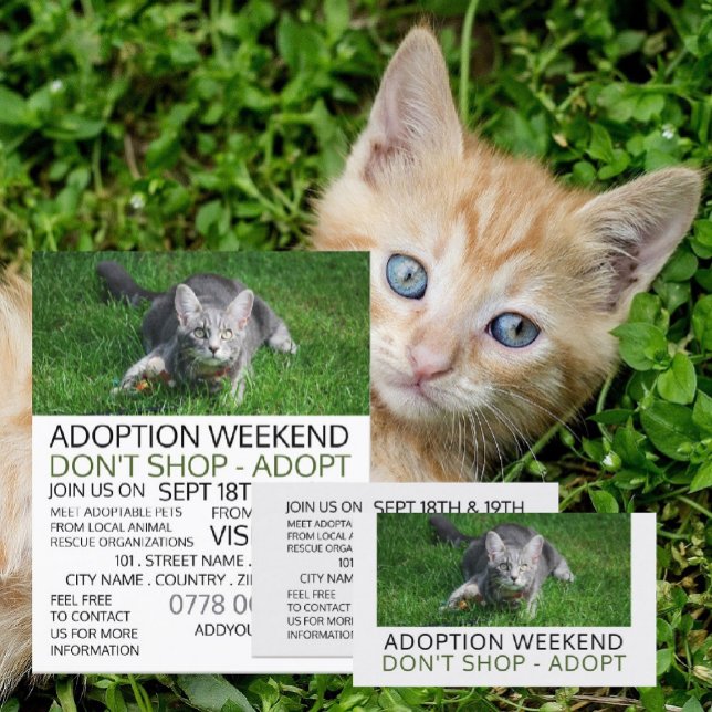 Grått Cat on Grass, Pet Adoption Event Advertising Flygblad (Skapare uppladdad)