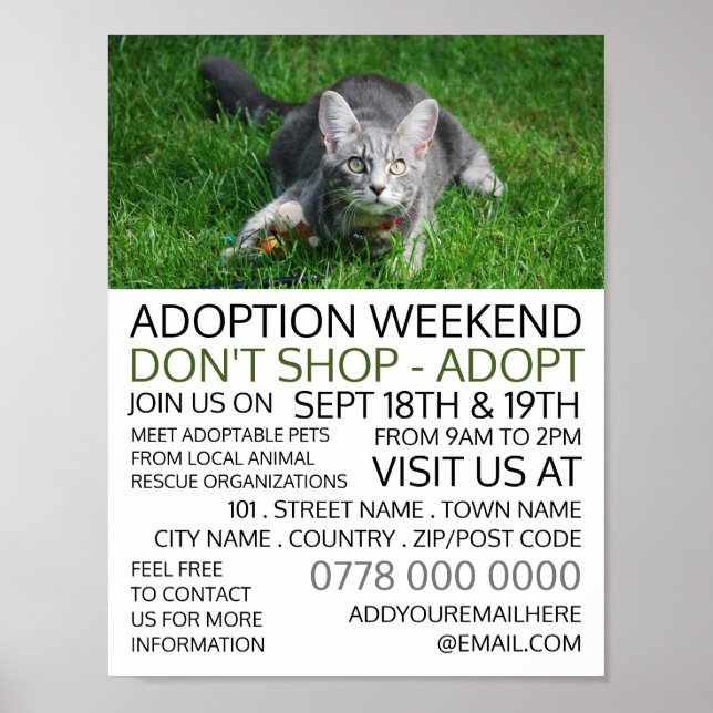 Grått Cat on Grass, Pet Adoption Event Advertising Poster (Framsidan)