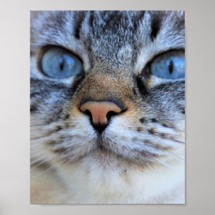 Grått Cat Poster
