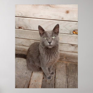 Grått Cat Poster