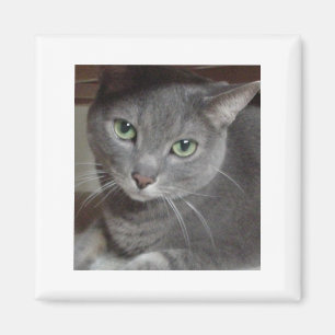 Grått Cat Russian Blue Magnet