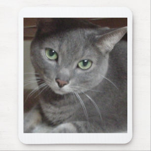 Grått Cat Russian Blue Musmatta