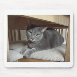 Grått Cat/Russian Blue Musmatta