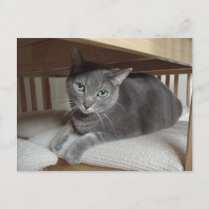 Grått Cat/Russian Blue Vykort
