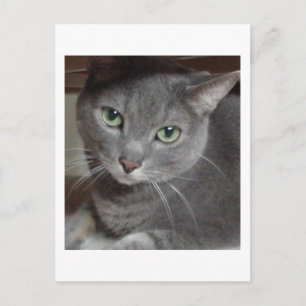 Grått Cat Russian Blue Vykort