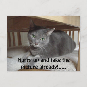 Grått Cat/Russian Blue Vykort