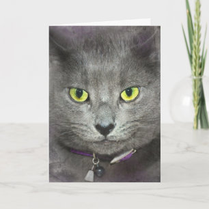 Grått Cat ska hämta gammal Humor Kort