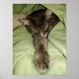 Grått Cat Sleeping in a Grönt Blanket Poster