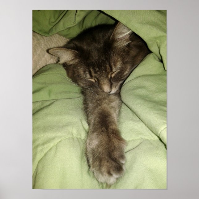 Grått Cat Sleeping in a Grönt Blanket Poster (Framsidan)