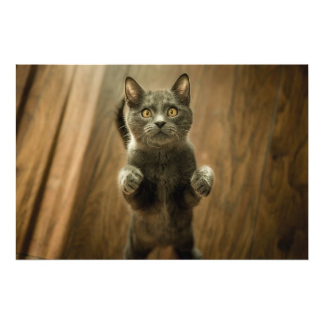 Grått Cat stående på två fot Fototryck (Framsidan)