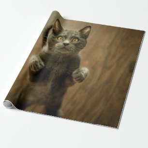 GRÅTT CAT STÅR I TVÅ FODER PRESENTPAPPER