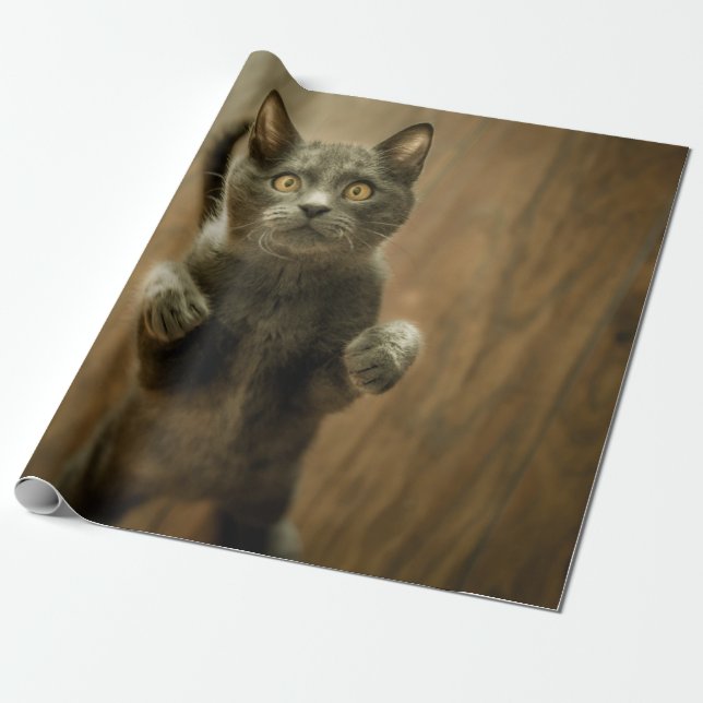 GRÅTT CAT STÅR I TVÅ FODER PRESENTPAPPER (Utrullad)