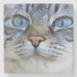 Grått Cat Stenunderlägg