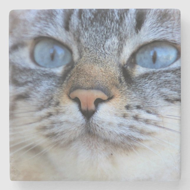 Grått Cat Stenunderlägg (Framsidan)