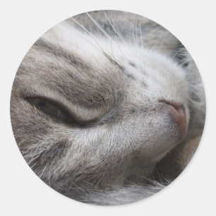Grått Cat Stickers Runt Klistermärke