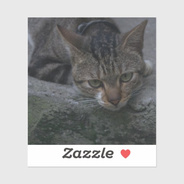 Grått Cat Tittar Klistermärken (Ark)
