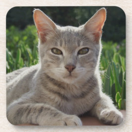 Grått Cat Underlägg