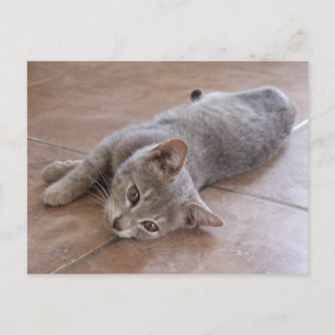 Grått Cat vykort