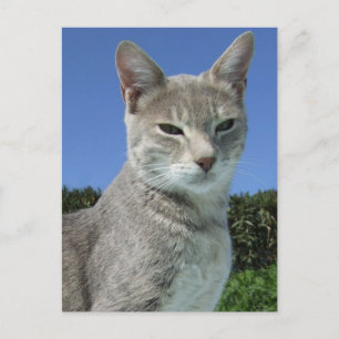 Grått Cat vykort