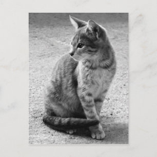 Grått Cat vykort
