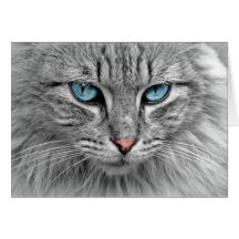 Grått Cat w/Blue Öga