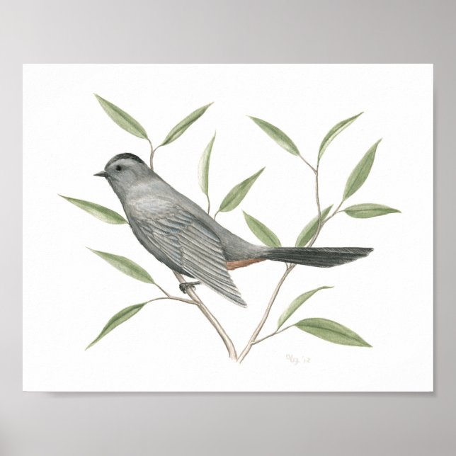 Grått Catbird Fine Art Skriv ut Poster (Framsidan)