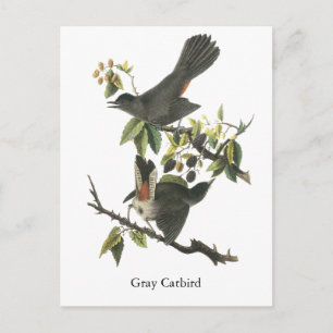 Grått Catbird, John Audubon Vykort